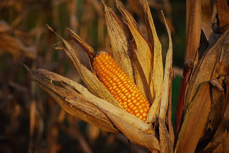 Skup nasion kukurydzy
